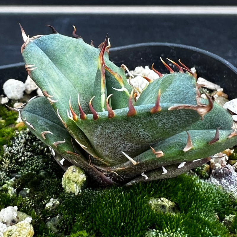 アガベ　オテロイ　実生 アガベ オテロイ 実生】Agave oteroi seedling | MINO GREEN