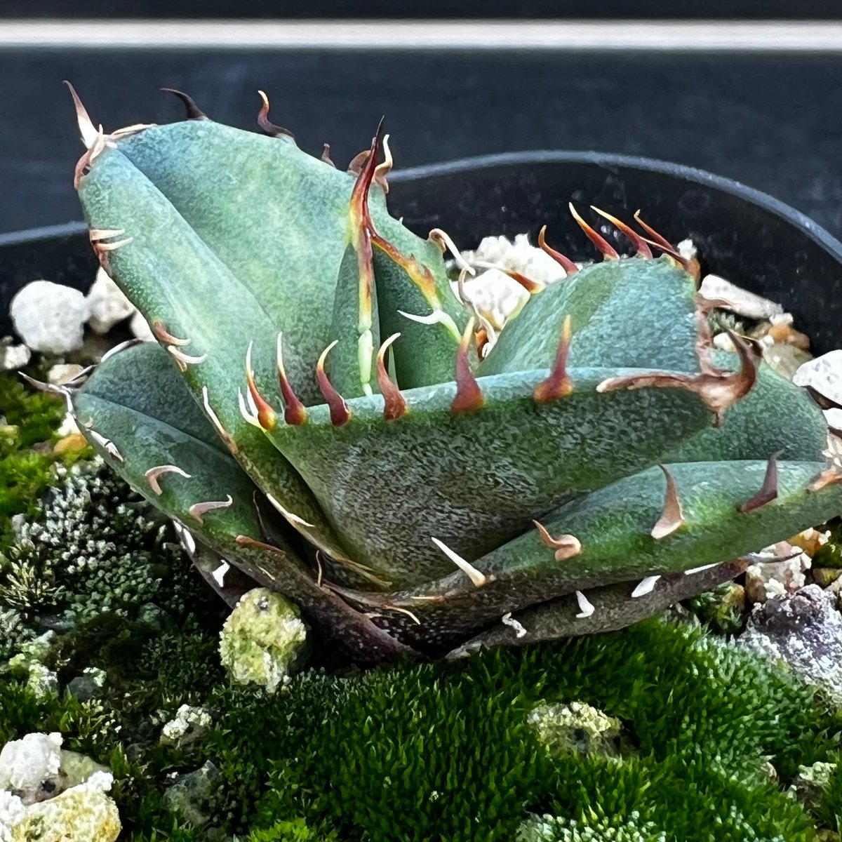 アガベ　オテロイ　実生 アガベ オテロイ 実生】Agave oteroi seedling | MINO GREEN