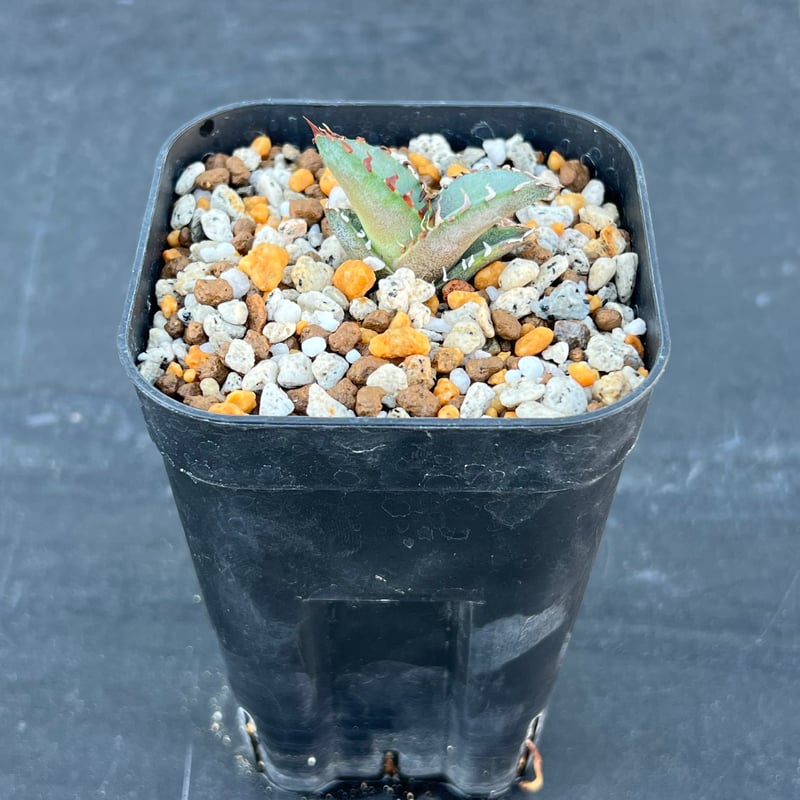 アガベ チタノタブルー 実生】Agave titanota blue seedling |
