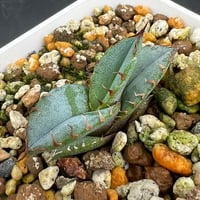 【アガベ チタノタブルー 実生】Agave  titanota blue seedling
