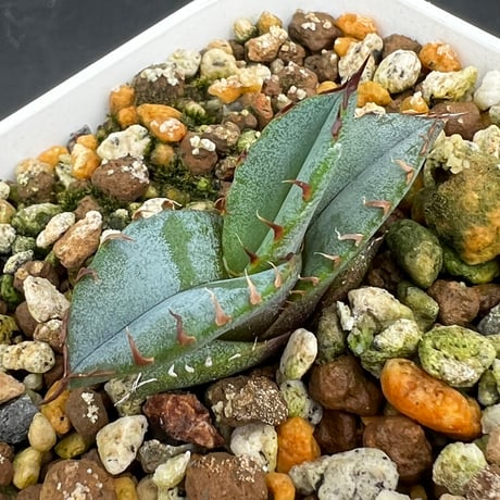 アガベ チタノタ ブルー アガベ チタノタブルー /Agave titanota 'Blue' – LAND KNOT PLANTS