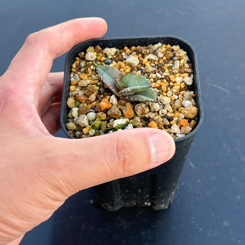 アガベ オテロイ 実生】Agave oteroi seedling | MINO GREEN