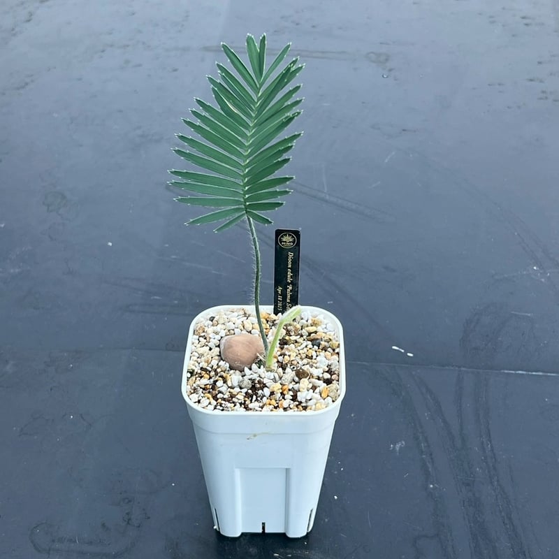 ディオーン・エデュレ（Dioon edule 'Palma Sola'）① | MINO GREEN