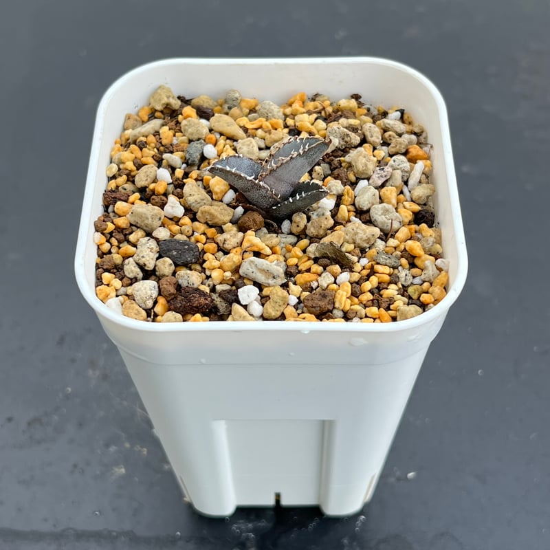 Agave Europe seedling アガベ チタノタ ヨーロッパ 実生 アガベ チタノタブルー 実生】Agave titanota blue seedling |