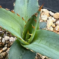 【アガベ ホリダ 実生】Agave horrida（oteroi） seedling