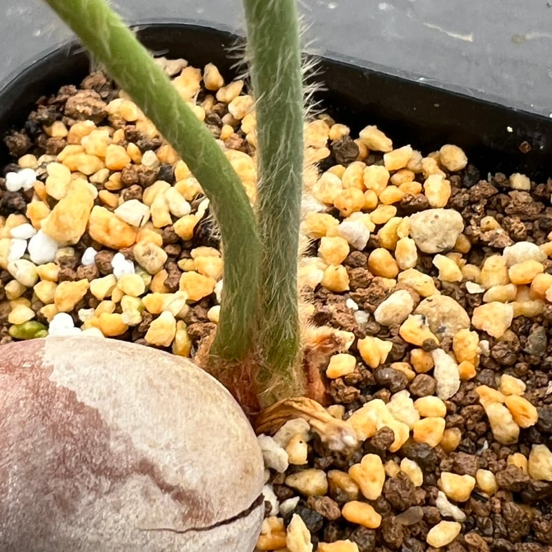 サイカス タイシルバー（Cycas sp Thai Silver）② | MINO GREEN