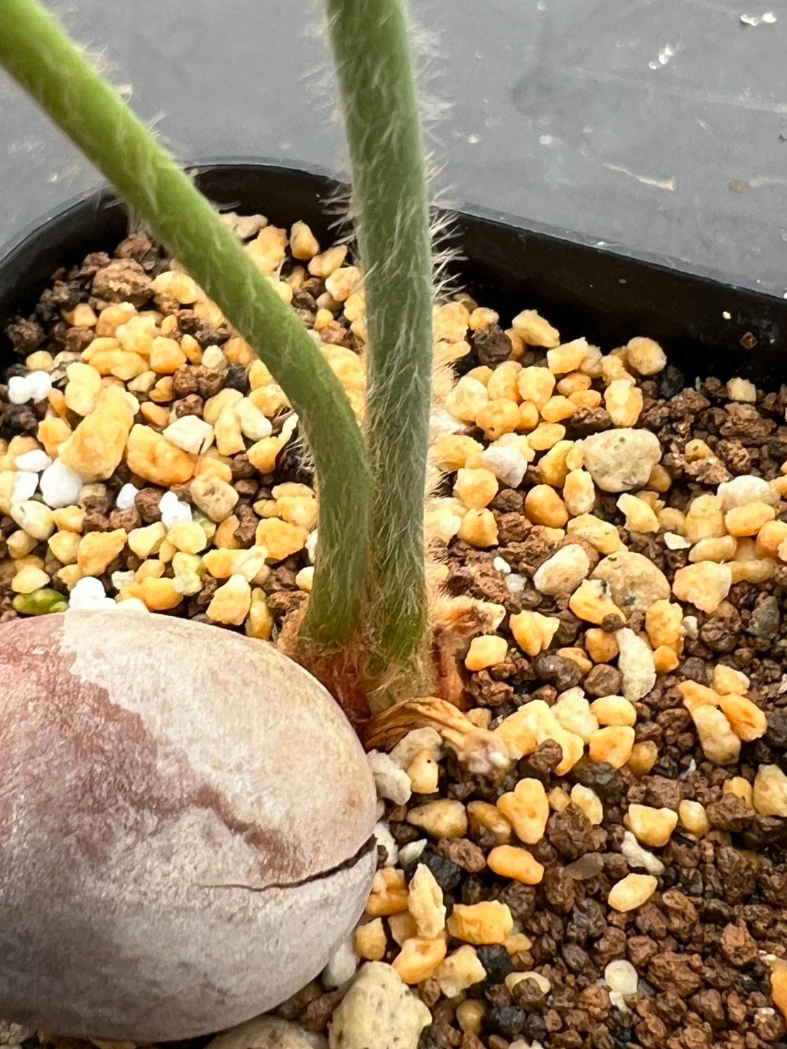 サイカス タイシルバー（Cycas sp Thai Silver）② | MINO GREEN