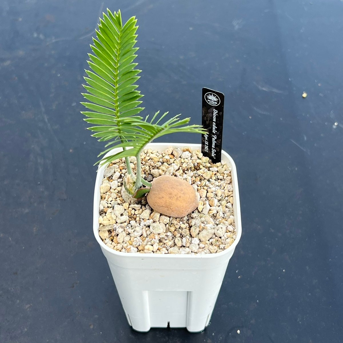 ディオーン・エデュレ（Dioon edule 'Palma Sola'）③ | MINO GREEN