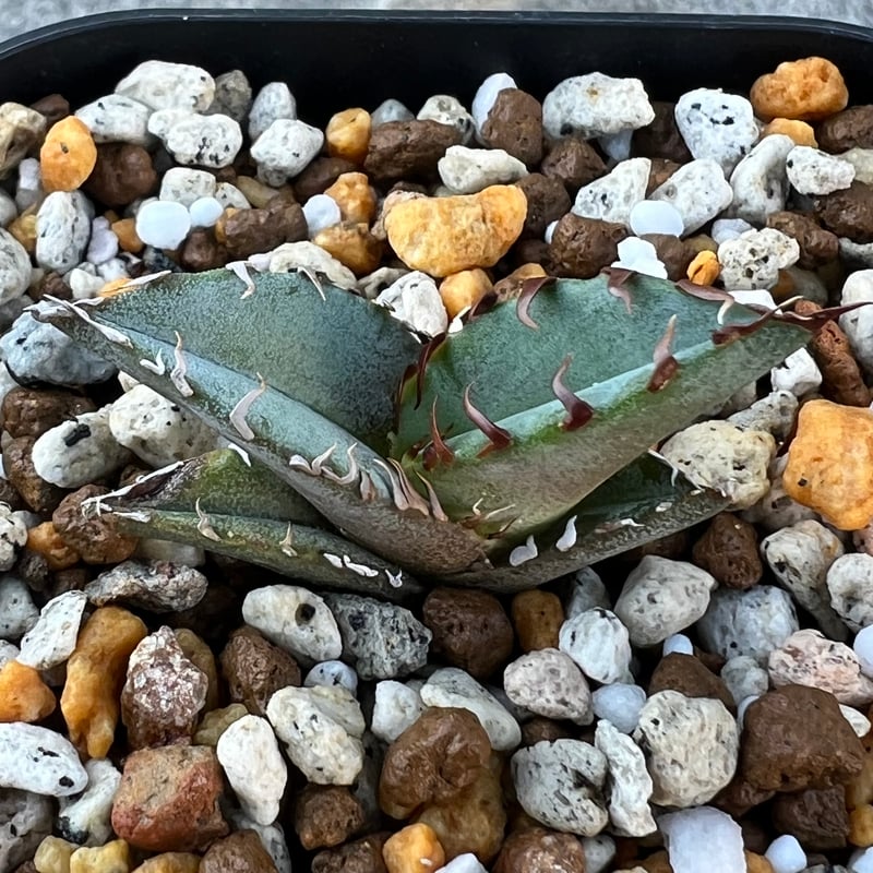 アガベ チタノタブルー 実生】Agave titanota blue seedling |