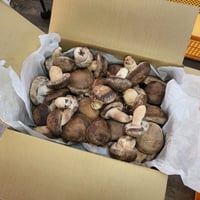 原木生しいたけ「京ぽんぽん」（2kg）／ 京都府産　原木栽培　農薬不使用