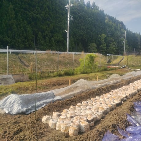 【予約販売中】原木まいたけ「京おはな」（2kg）／京都府産　原木栽培　農薬不使用
