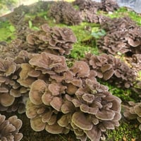 【予約販売中】原木まいたけ「京おはな」（500g）／京都府産　原木栽培　農薬不使用