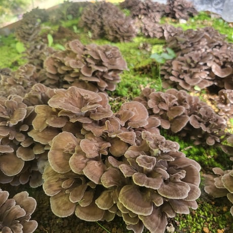 【予約販売中】原木まいたけ「京おはな」（2kg）／京都府産　原木栽培　農薬不使用