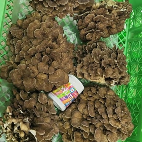 【予約販売中】原木まいたけ「京おはな」（2kg）／京都府産　原木栽培　農薬不使用
