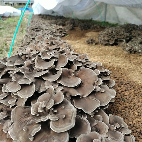 【予約販売中】原木まいたけ「京おはな」（2kg）／京都府産　原木栽培　農薬不使用