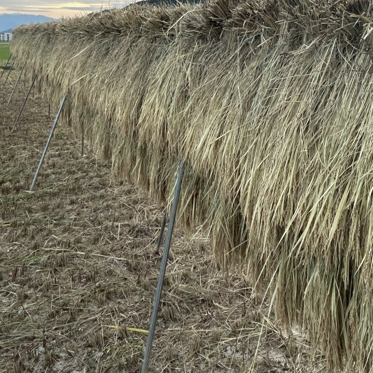 送料無料】玄米24.7㎏ (北海道と沖縄配送用) 栽培期間中農薬不使用