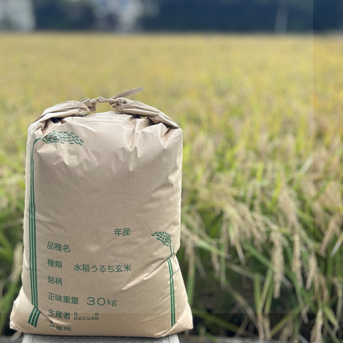 沖縄発送用【送料無料】農家直送 玄米24.7㎏ 農薬不使用 有機栽培 天日干し 送料無料】玄米24.7㎏ (北海道と沖縄配送用) 栽培期間中農薬不使用