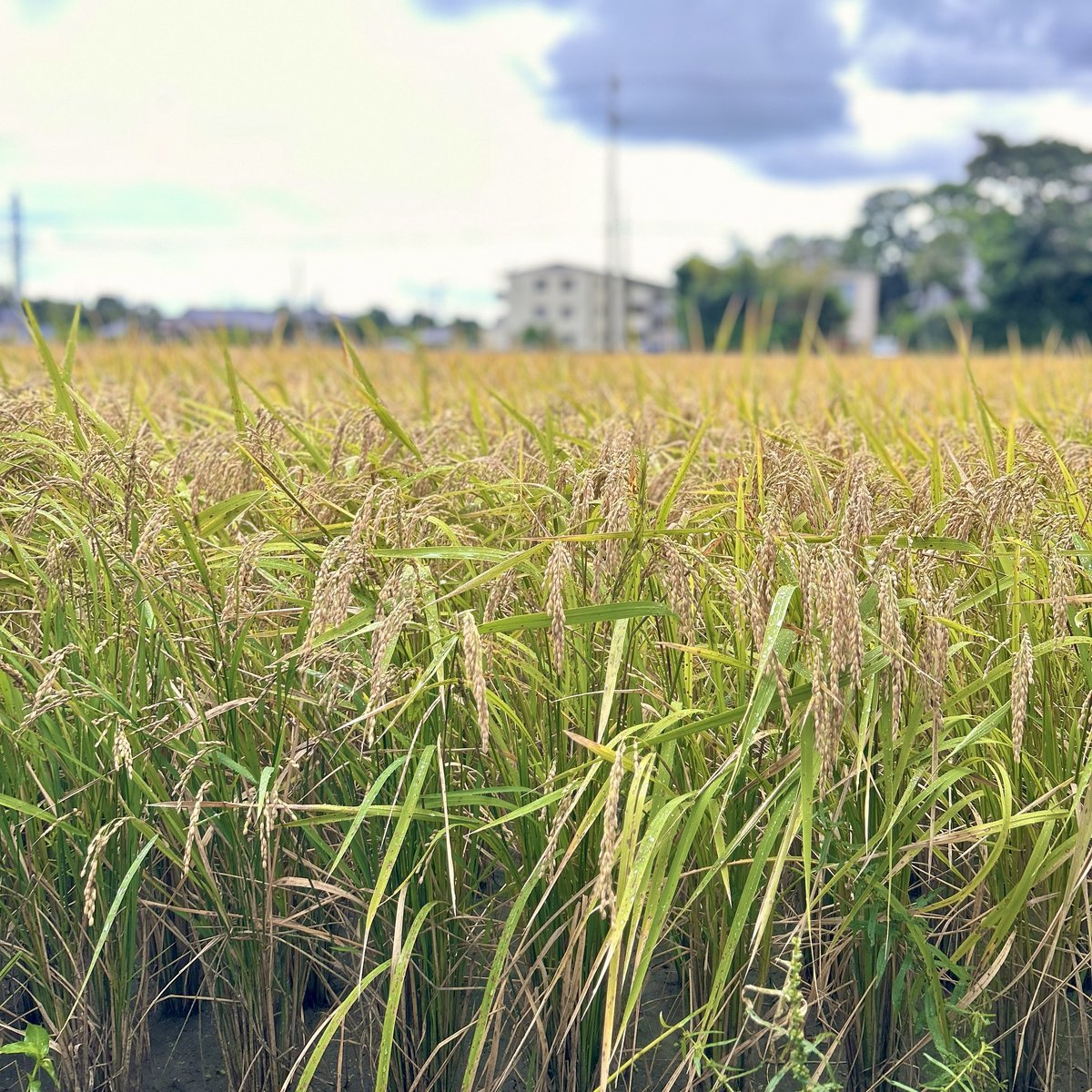 送料無料】玄米24.7㎏ (北海道と沖縄配送用) 栽培期間中農薬不使用