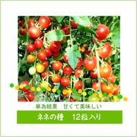 ネネの種12粒