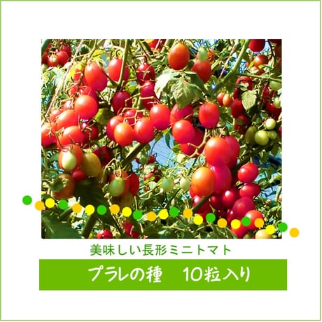 プラレの種10粒