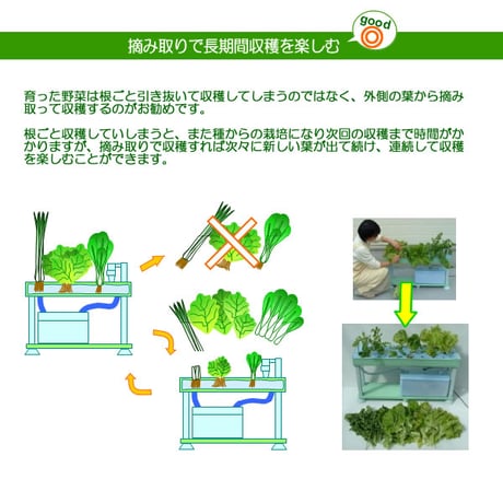 ホームハイポニカPLAABOプラーボ