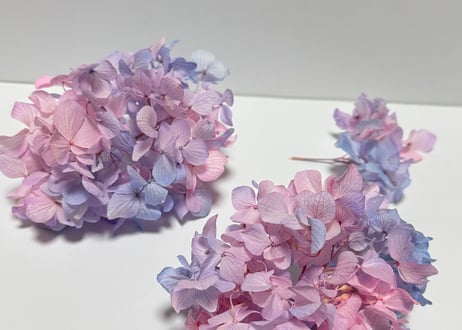 ゆめかわ♡カラー紫陽花 1輪