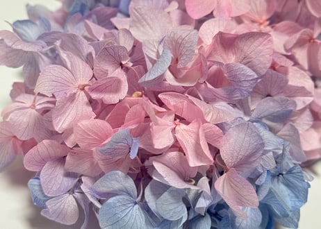 ゆめかわ♡カラー紫陽花 1輪