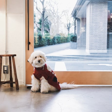 504 X'mas Ver pet knitwear