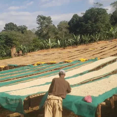 Ethiopia Yirgacheffe Gedeb Washed｜Classic Ethiopian