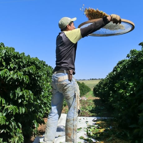 Brazil Cerrado Natural｜Daily Single Origin Coffee