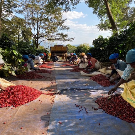 India Attican Farm Anaerobic Wash｜Experimental Coffee