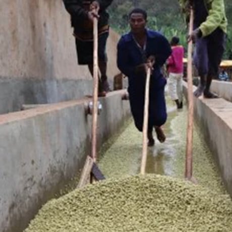 Ethiopia Yirgacheffe Gedeb Washed｜Classic Ethiopian