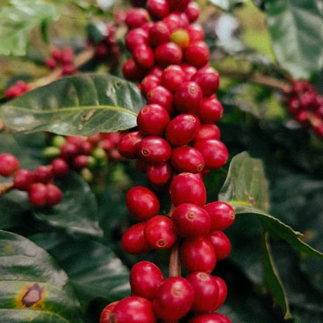 India Attican Farm Anaerobic Wash｜Experimental Coffee