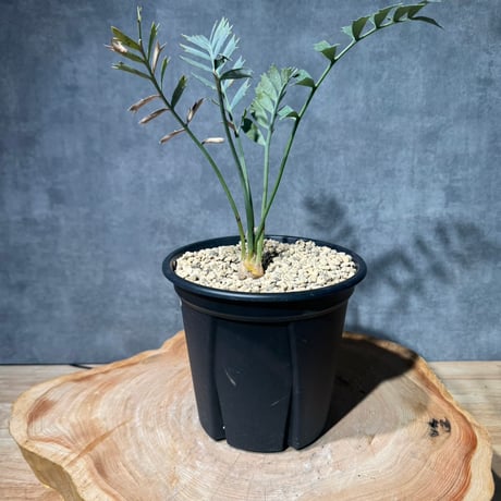 エンセファラルトス | STORES