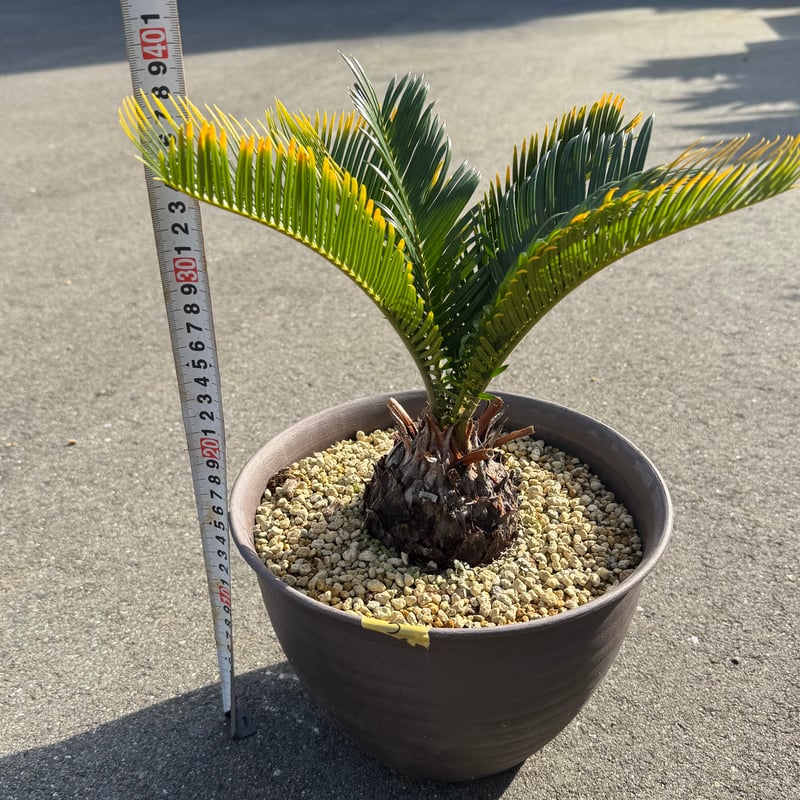 金環蘇鉄 キンカンソテツ | S ONE PLANTS