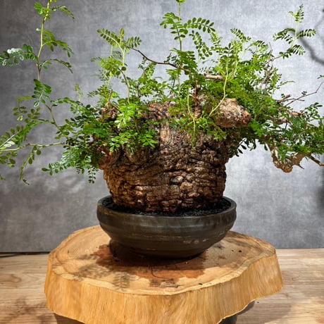 オペルクリカリアパキプス | STORES