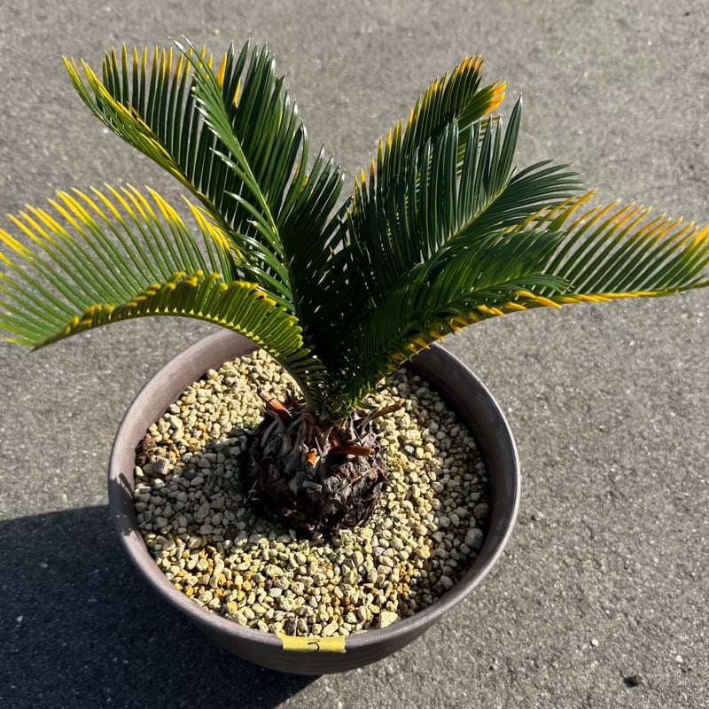 金環蘇鉄 キンカンソテツ | S ONE PLANTS