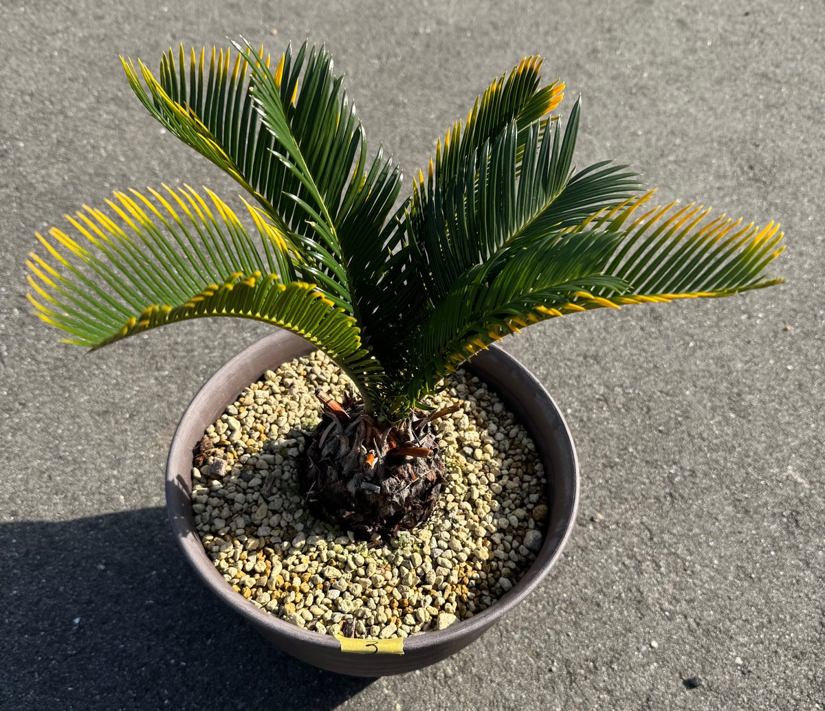 金環蘇鉄 キンカンソテツ | S ONE PLANTS
