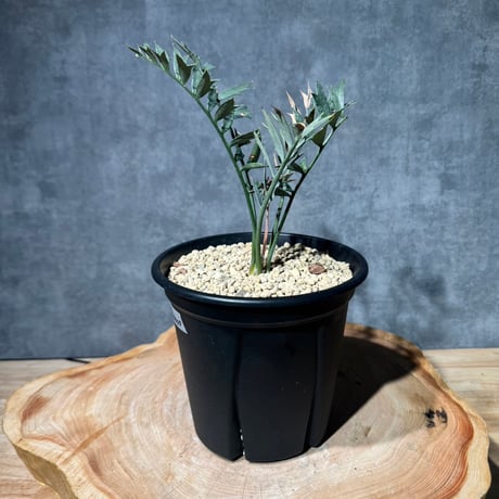 エンセファラルトス | STORES