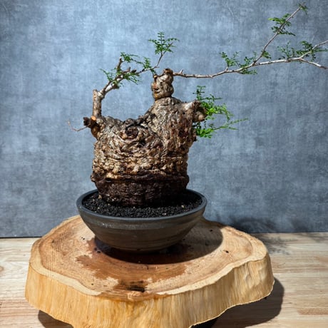 オペルクリカリアパキプス | STORES