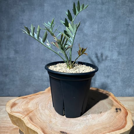 最強セール １エンセファラルトス ホリダス エンセファラルトス | STORES