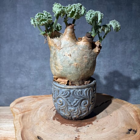 マクロプス | STORES