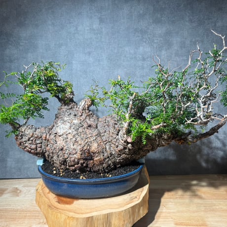 オペルクリカリアパキプス | STORES