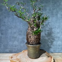 クサントロエア ジョンソニー | S ONE PLANTS