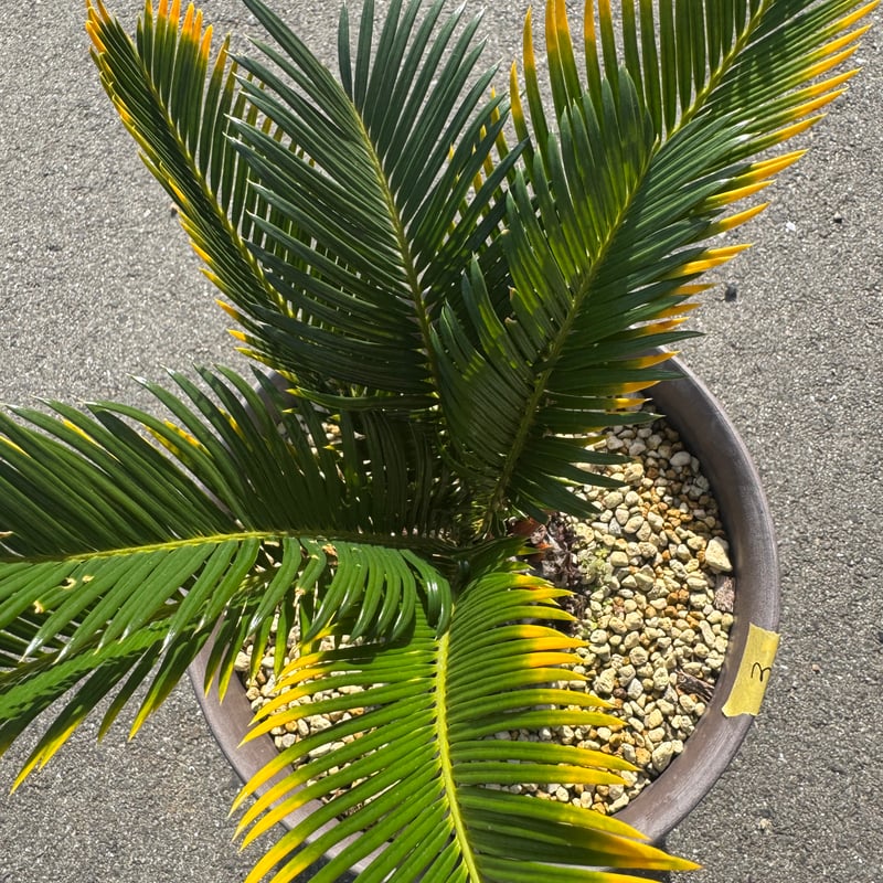 金環蘇鉄 キンカンソテツ | S ONE PLANTS