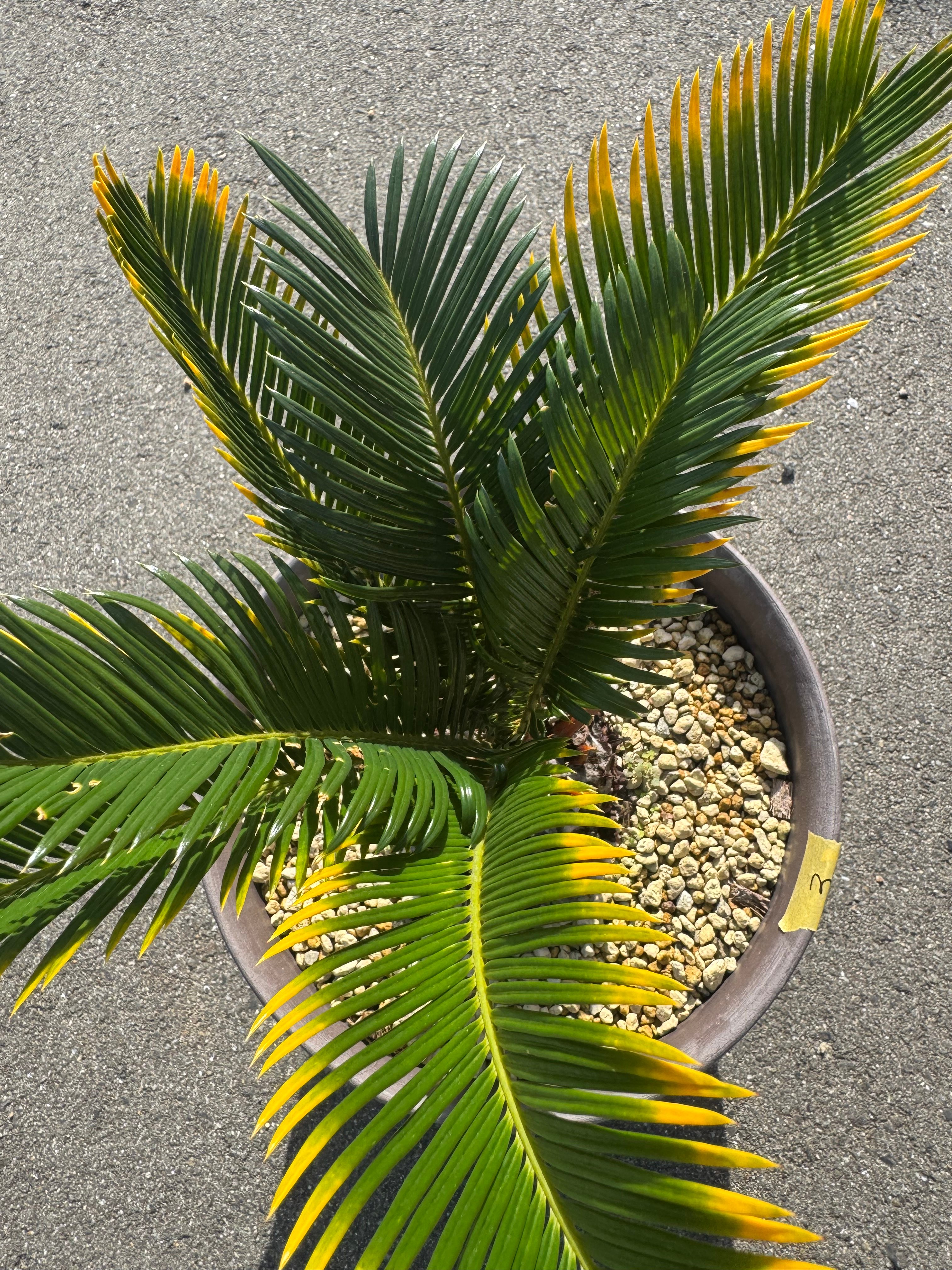 ⭐︎金冠蘇鉄 蘇轍 ソテツ キンカ⭐︎綺麗な型⭐︎ 金環蘇鉄 キンカンソテツ | S ONE PLANTS