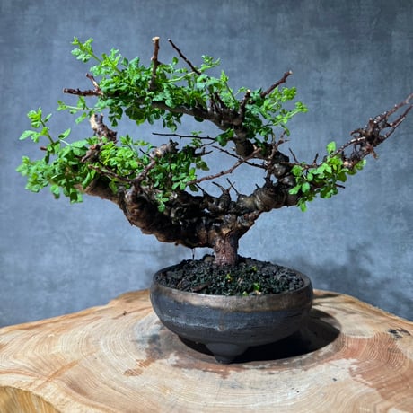 コミフォラエイル | STORES