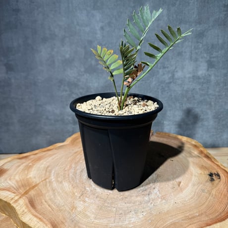 エンセファラルトスホリダス | STORES