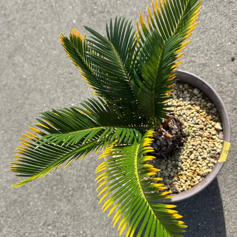 金環蘇鉄 キンカンソテツ | S ONE PLANTS