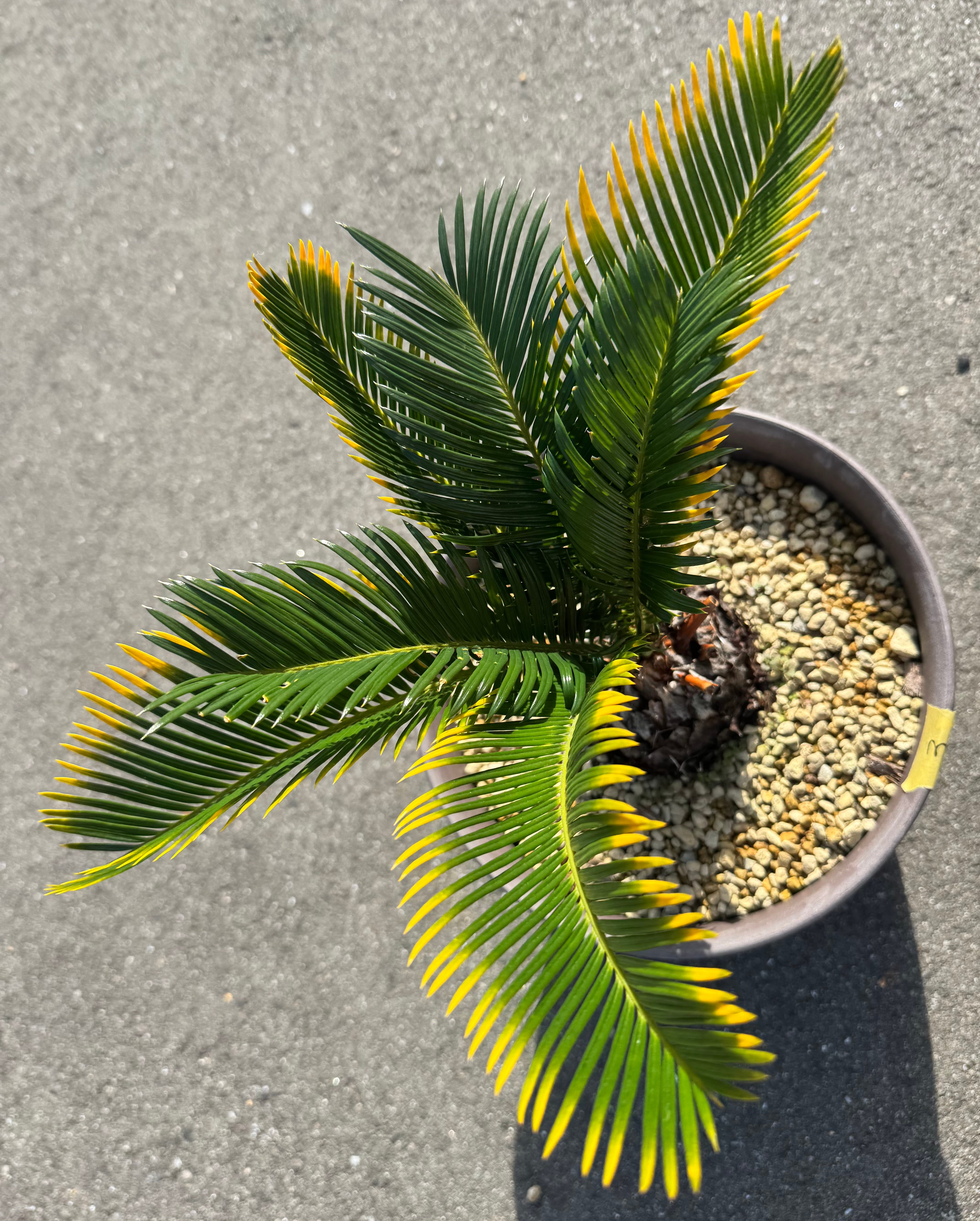 キンカンソテツ 蘇鉄 ソテツ 植物 金冠ソテツ 金冠蘇鉄 金環ソテツ 金環蘇鉄 original